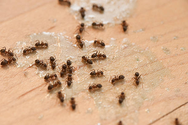 Best Wildlife Control Services  in Highland, MD