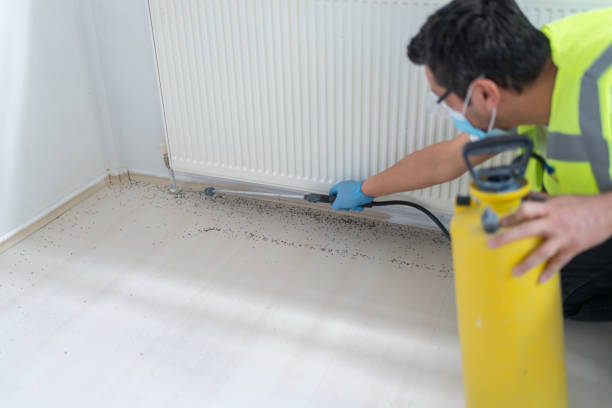 Best Flea Control Services  in Highland, MD